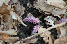 Gewöhnliche Schuppenwurz 01.JPG